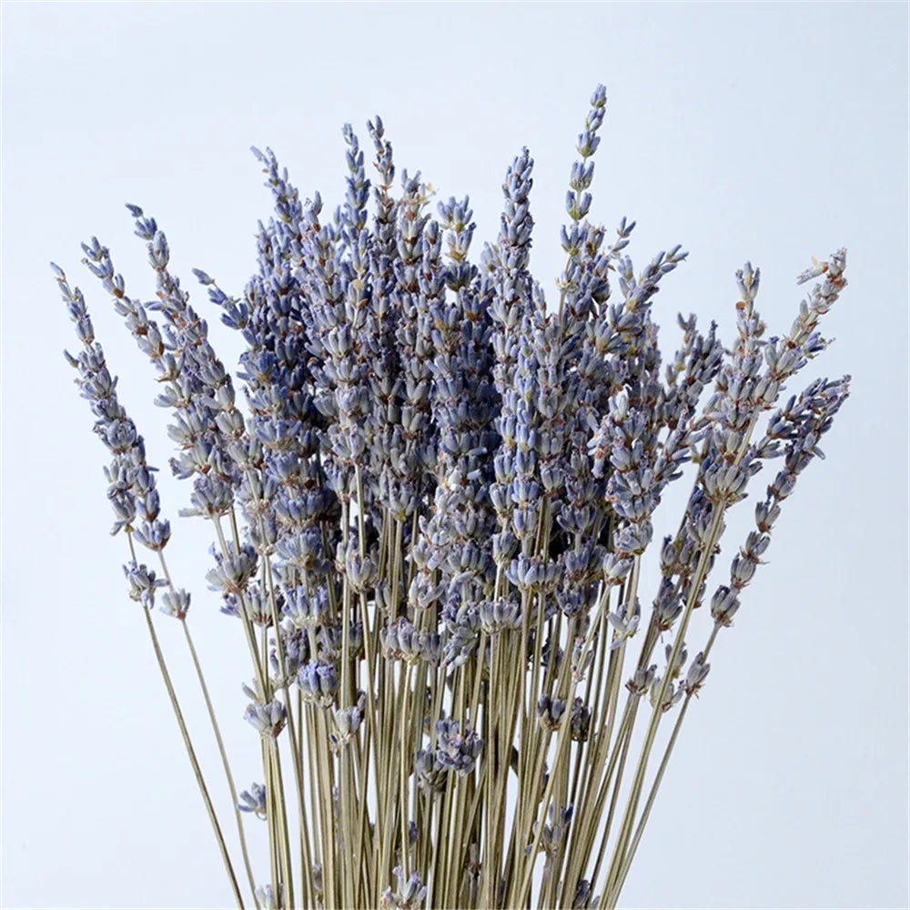 The Southern Atelier – Natural Dried Lavender - The Southern AtelierSKU_1758918217614_285