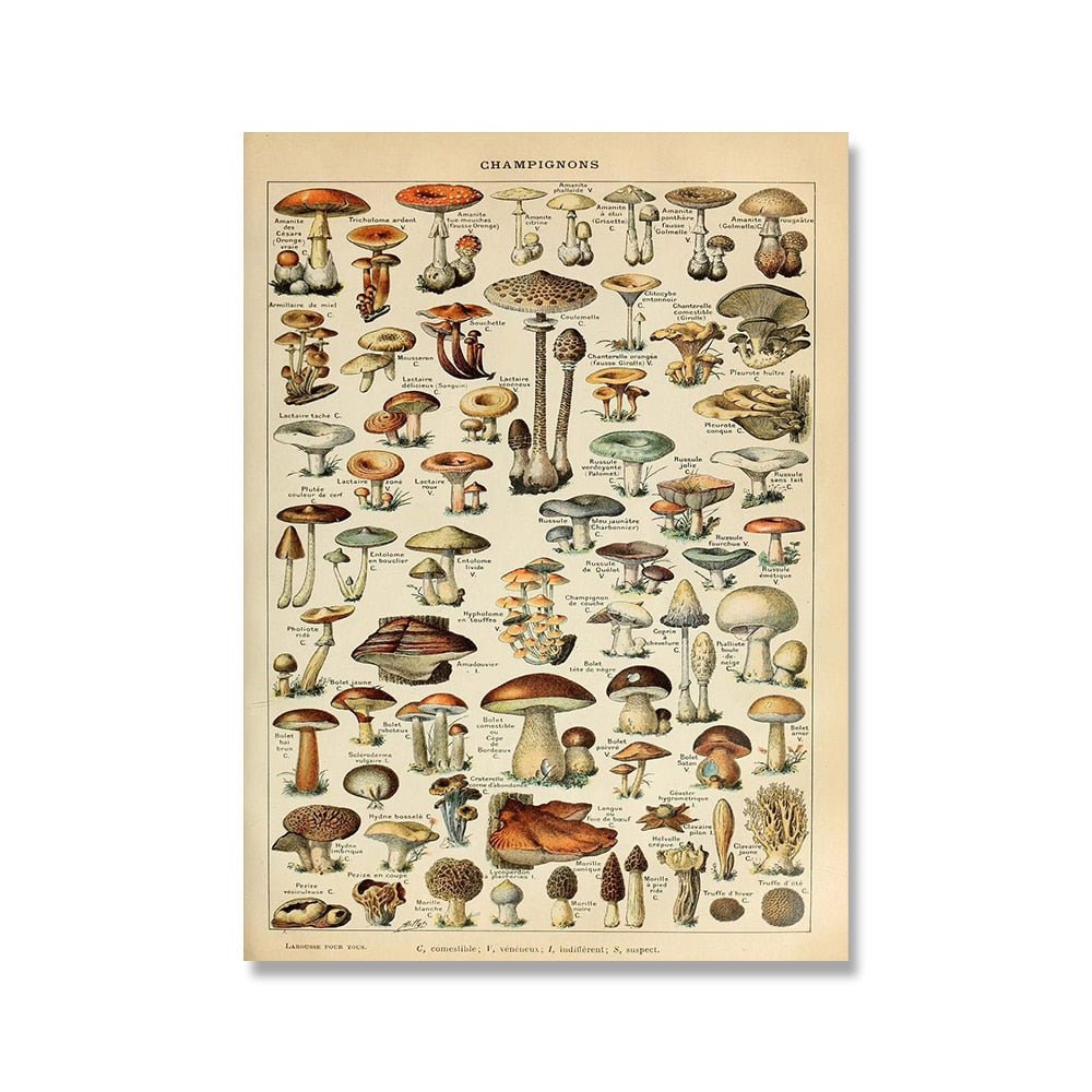 The Southern Atelier – Vintage Botanical Prints - The Southern AtelierSKU_1758022869998_10
