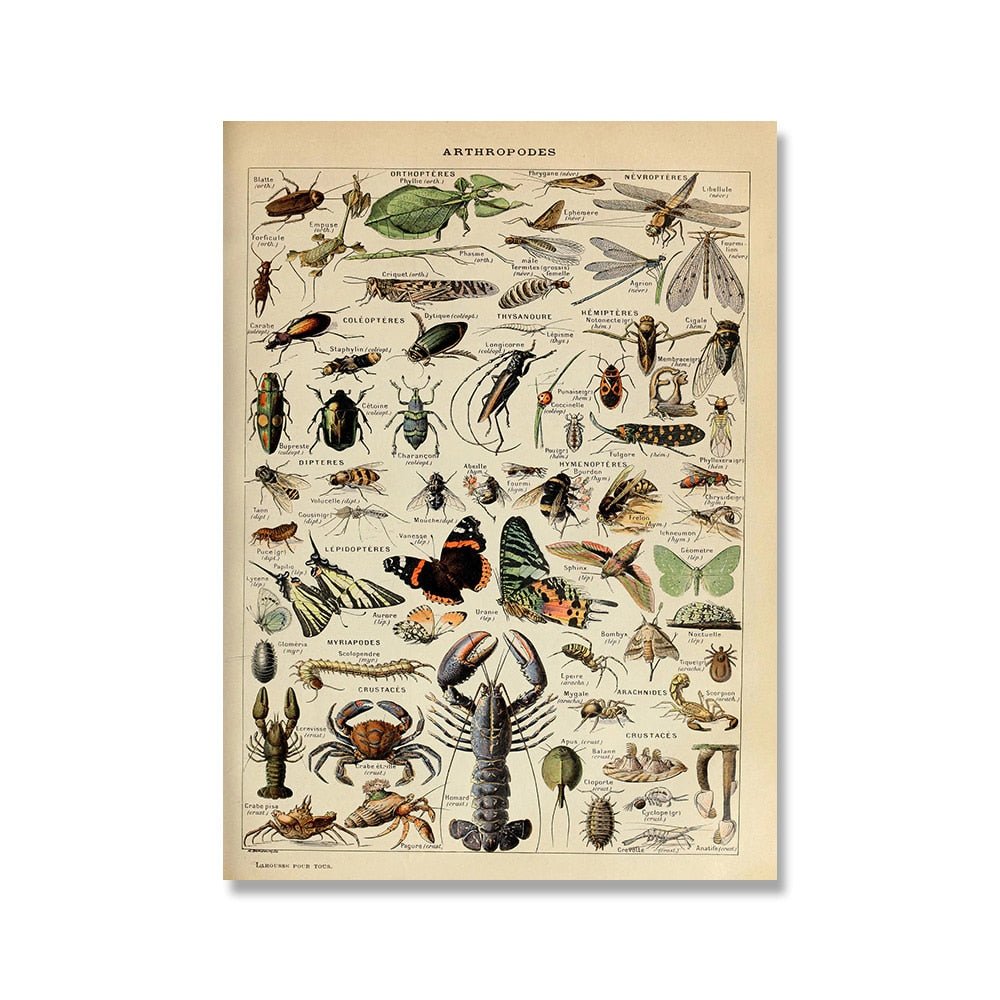 The Southern Atelier – Vintage Botanical Prints - The Southern AtelierSKU_1758022869998_675