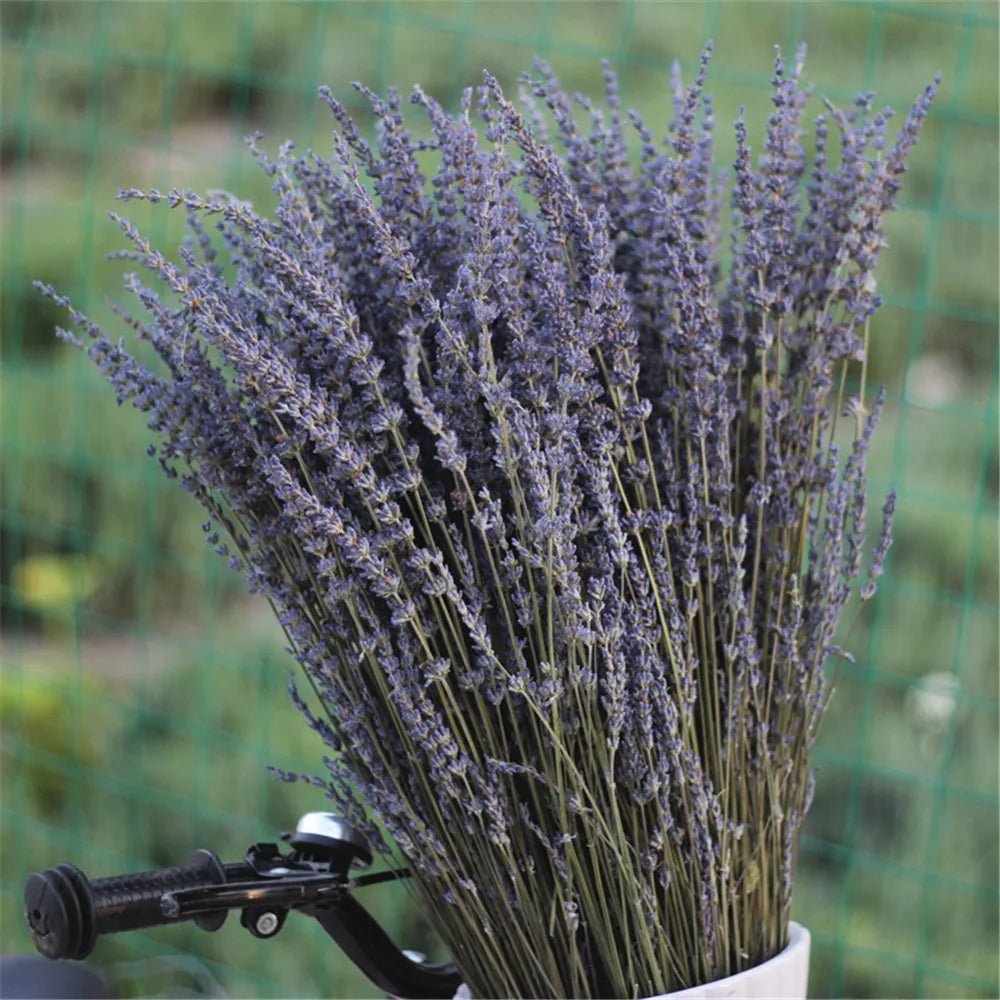 The Southern Atelier – Natural Dried Lavender - The Southern AtelierSKU_1758918217614_285