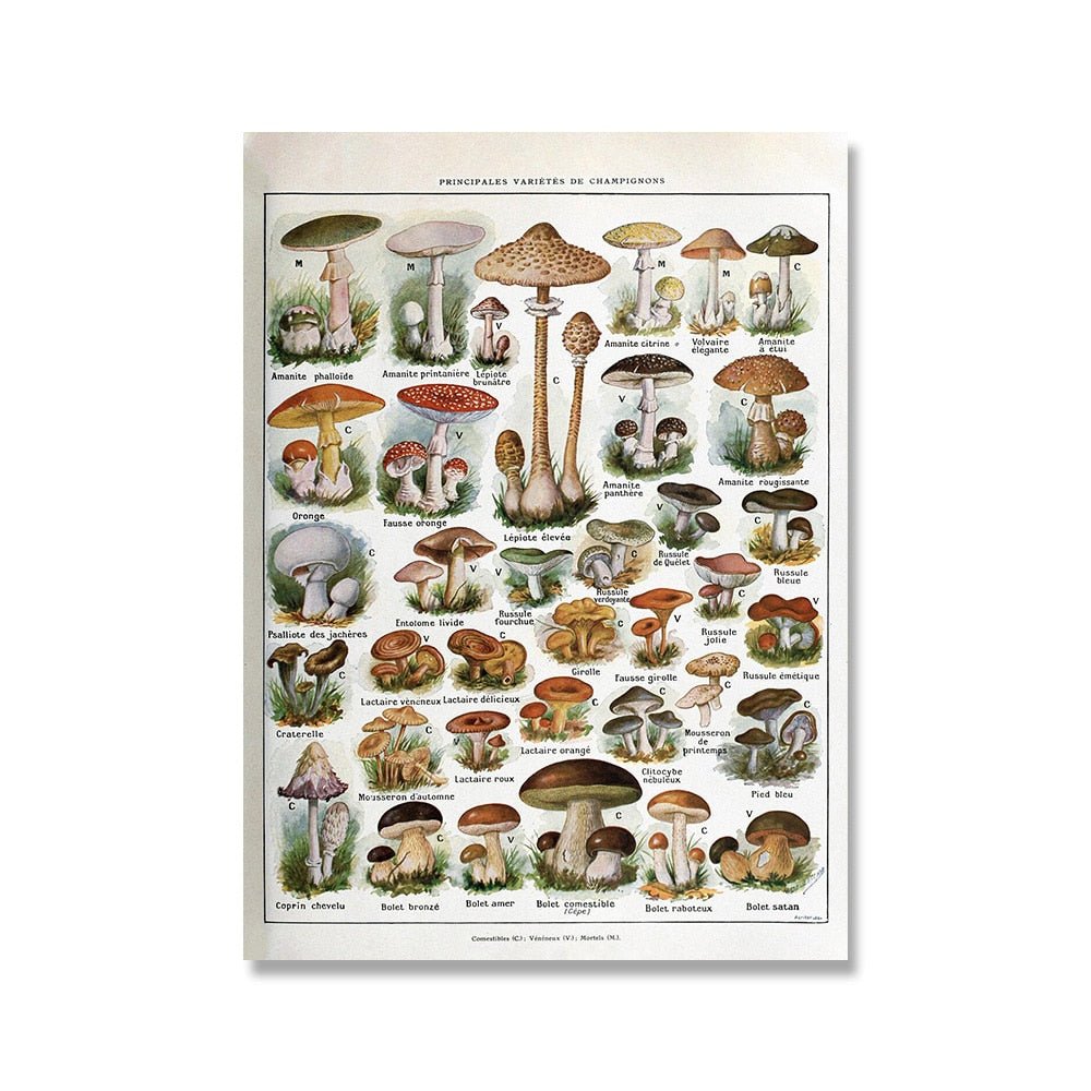 The Southern Atelier – Vintage Botanical Prints - The Southern AtelierSKU_1758022869998_706