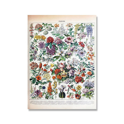 The Southern Atelier – Vintage Botanical Prints - The Southern AtelierSKU_1758022869998_955